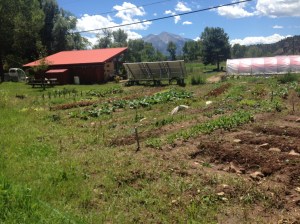 Plans growing in the garden